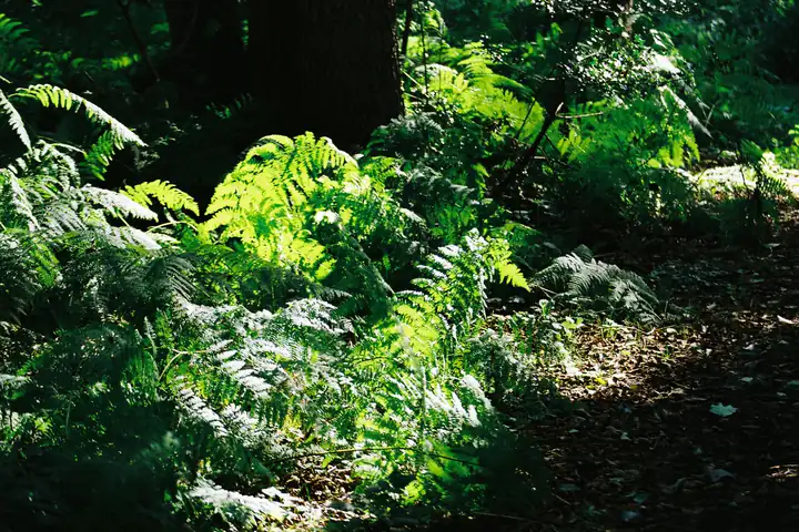 Ferns lit by broken sunlight on the shaded floor beneath mature trees