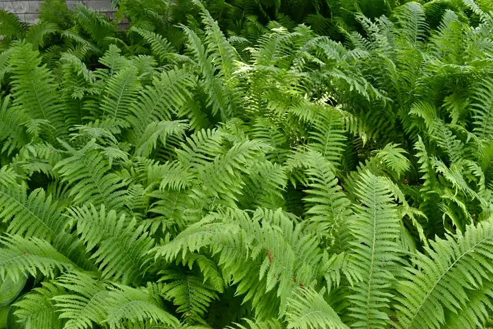 A dense stand of fern fronds filling a shade bed