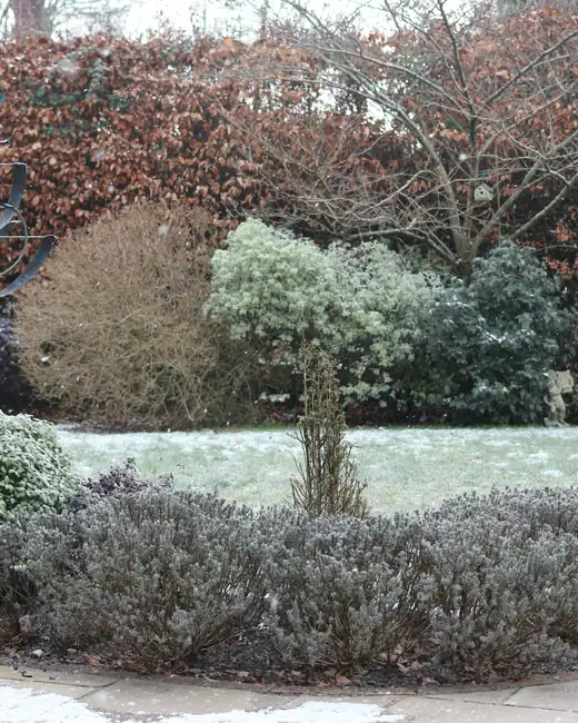A garden of clipped hedges and bare stems under heavy frost