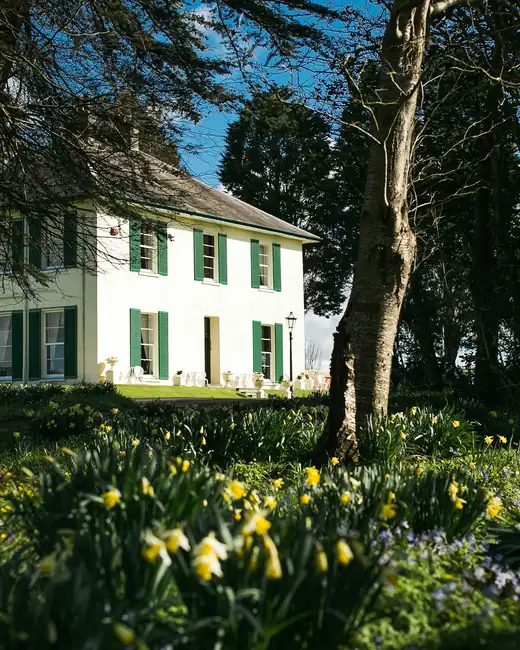 Daffodils naturalized in rough grass in front of a white house with green shutters