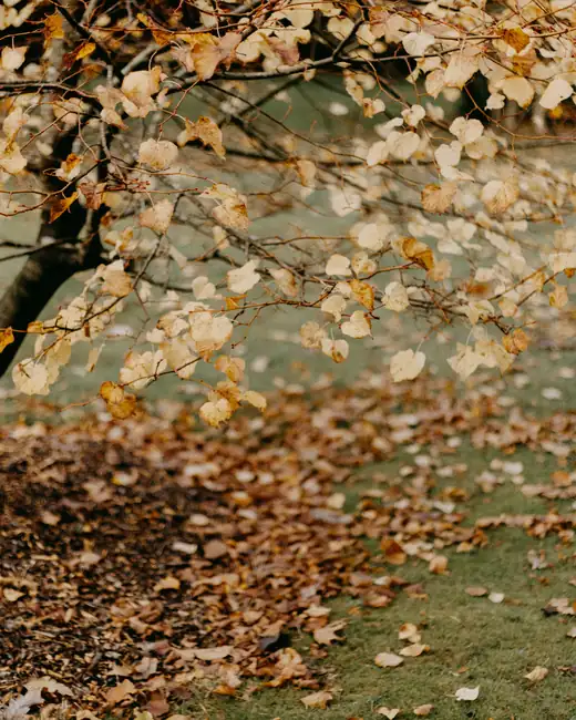 A tree standing in grass with its fallen leaves spread out beneath it