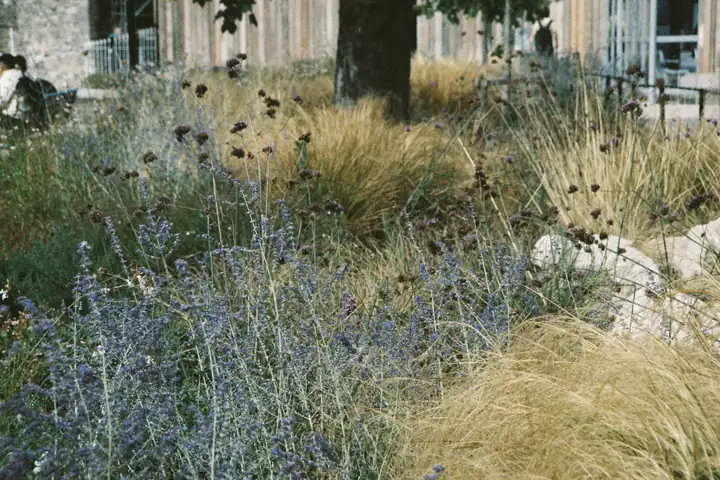 A planted rain garden of ornamental grasses and perennials in the low corner of a back yard